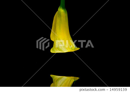 Portrait of yellow calla lily  14959139