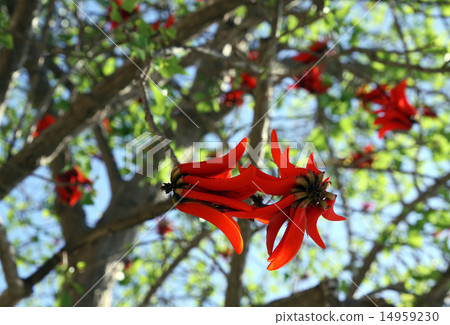 Erythrite or Coral tree Erythrite or Coral tree 14959230