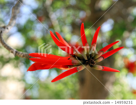 Erythrite or Coral tree Erythrite or Coral tree 14959231