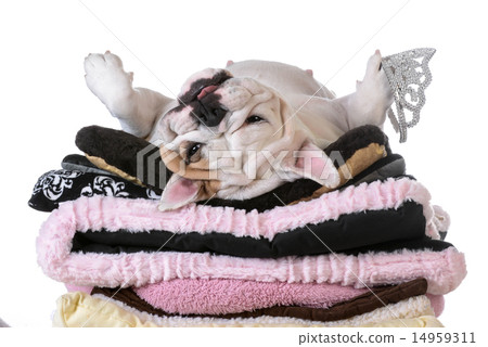 spoiled dog spoiled dog 14959311
