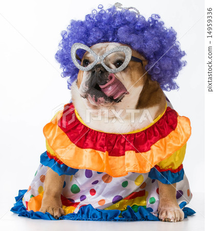 funny dog 14959336