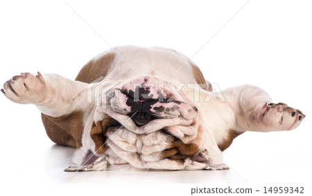 dog sleeping dog sleeping 14959342