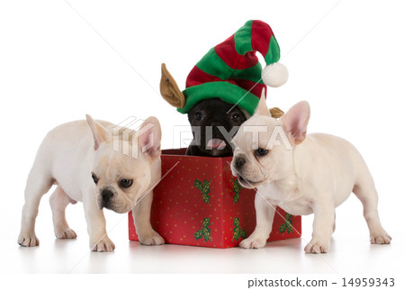 christmas puppies christmas puppies 14959343