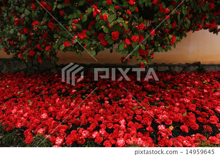 山茶花865 山茶花865 14959645