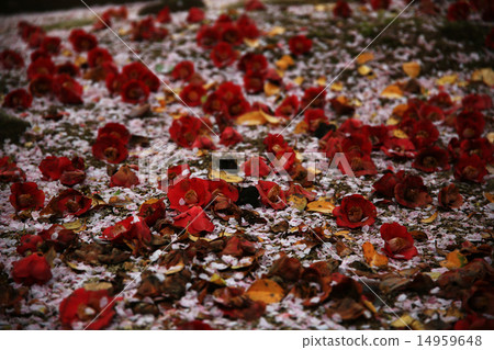 山茶花884 14959648