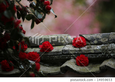Camellia 68 14959653