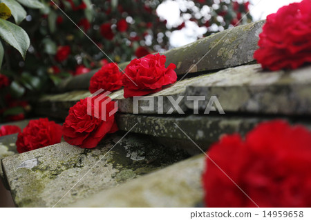 Camellia 042 Camellia 042 14959658