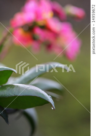Levitian leaves and rain drops 14959672