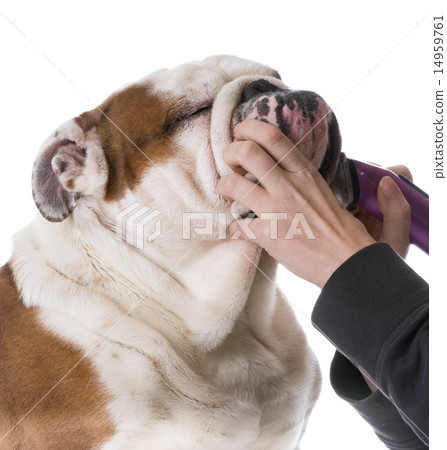 dog grooming dog grooming 14959761