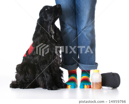 service dog 14959766