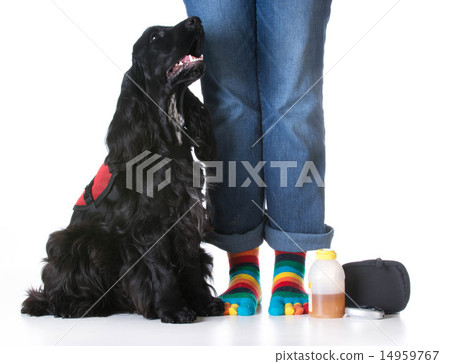 service dog service dog 14959767