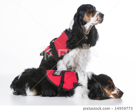 service dogs service dogs 14959773