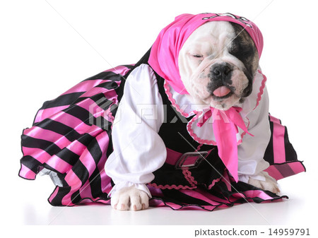 pirate puppy 14959791