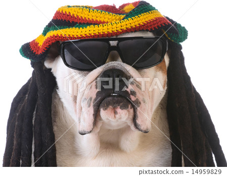 funny dog funny dog 14959829