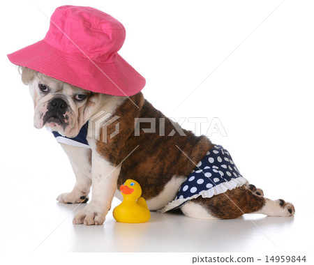 dog days of summer 14959844