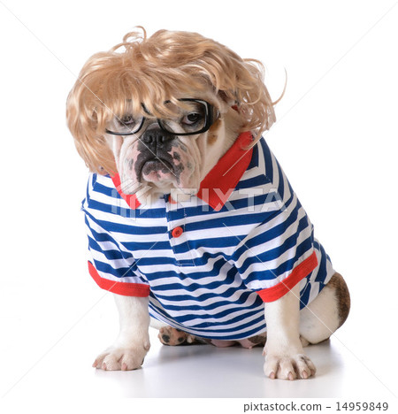 dog dressed like a human 14959849