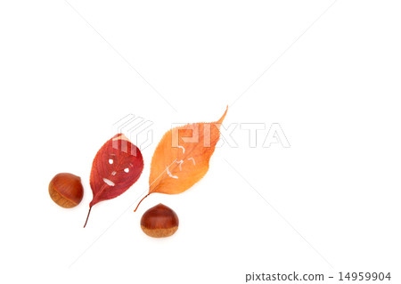 Chestnut and fallen leaf face 14959904