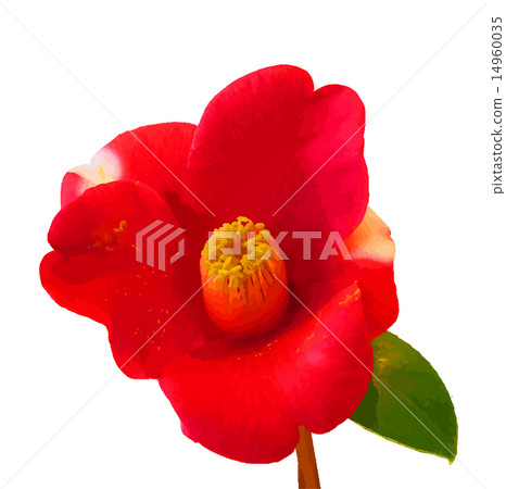 山茶花 14960035