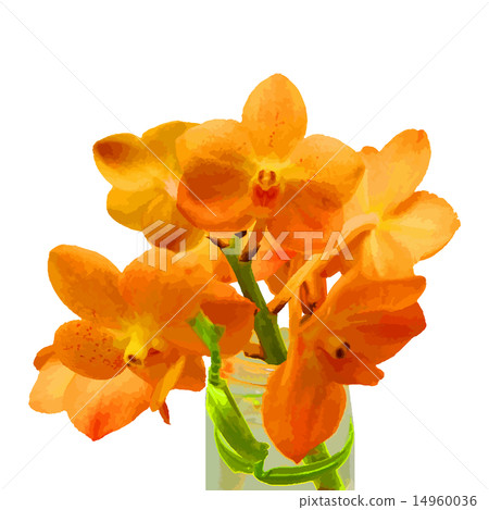法國蘭花 14960036