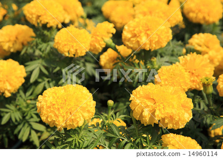 Yellow marigold flowers Yellow marigold flowers 14960114