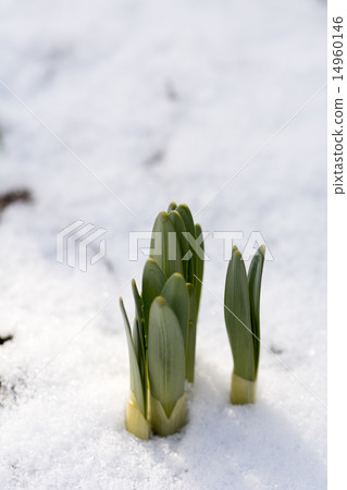 Daffodils looking out of the snow 14960146