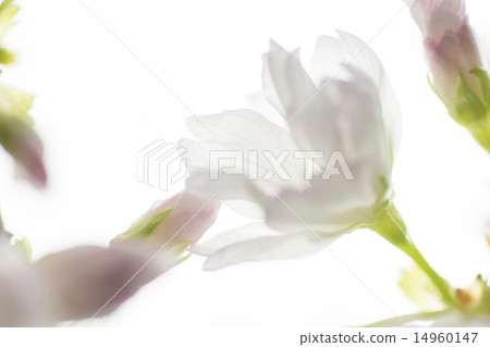 Asahiyama Sakura 14960147