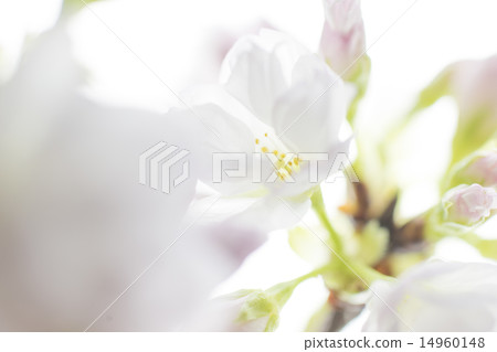 Asahiyama Sakura 14960148