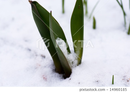 Leaves of snow-covered tulip Leaves of snow-covered tulip 14960185