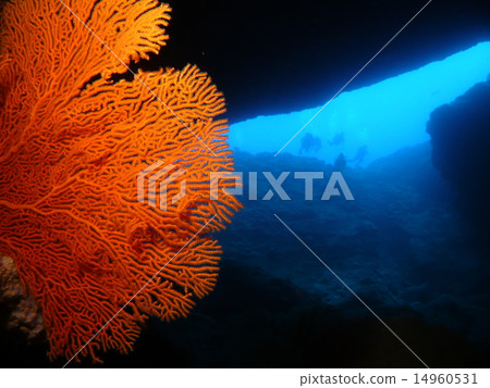 生長在塞班島岩石的橙色餃子和潛水者 14960531