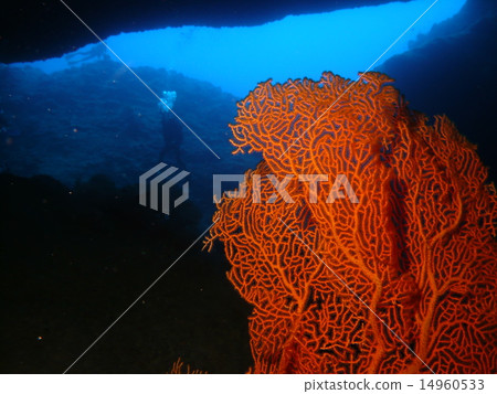 生長在塞班島岩石的橙色餃子和潛水者 生長在塞班島岩石的橙色餃子和潛水者 14960533