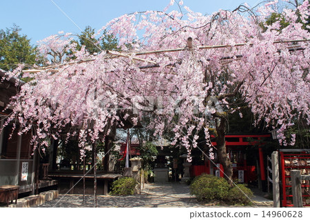 Kyoto fireworks Tenmangu Shrine red bamboo cherry blossoms Kyoto fireworks Tenmangu Shrine red bamboo cherry blossoms 14960628