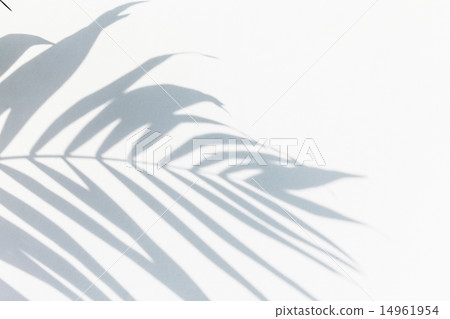 shadow of palm leaves 14961954