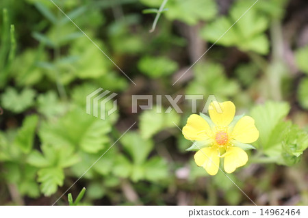 Hebichu-goshu flower one wheel 01 14962464