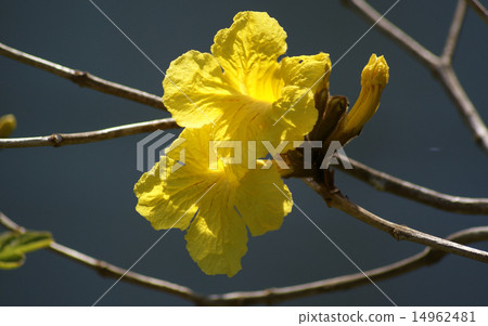 Ipe no Hana 14962481