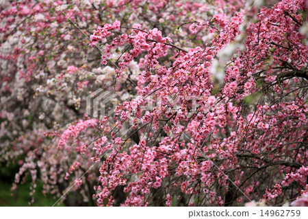 Peach blossoms Peach blossoms 14962759