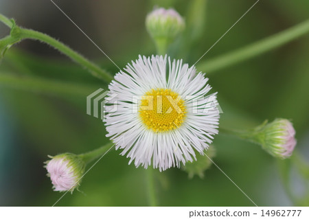 Harujion's flower up 14962777