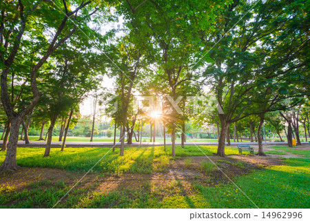 Park and recreation area in the city Park and recreation area in the city 14962996
