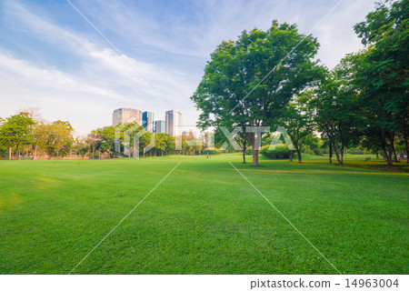 Green grass field and tree in city park 14963004
