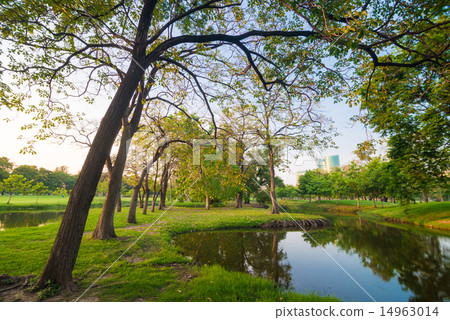 Green lawn in city park with swamp 14963014