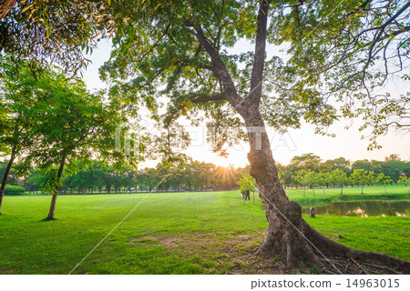 Green grass field and tree in city park 14963015
