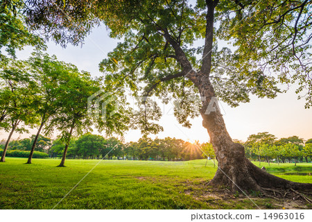 Green grass field and tree in city park 14963016