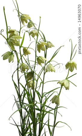 Shelly Kagasa Yuri 14963070