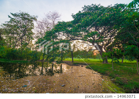 Pond in green park in evening 14963071