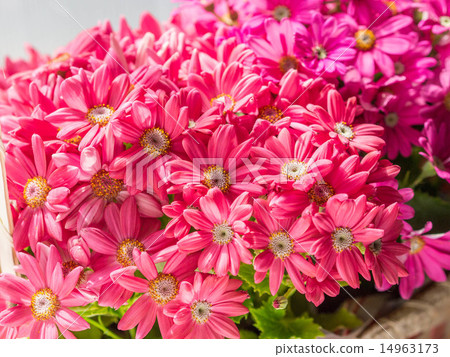 Cineraria Cineraria 14963173