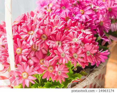 Cineraria Cineraria 14963174