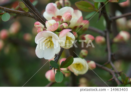 Blurred flowers Blurred flowers 14963403