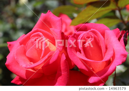 玫瑰 - 朱紅姐妹 玫瑰 - 朱紅姐妹 14963579