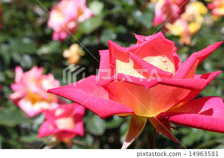 玫瑰 -  Kururin 14963581