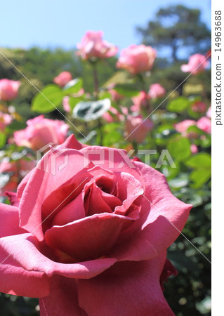 玫瑰 - 盛開 14963688