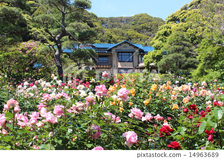 玫瑰 - 盛開的暴亂 14963689